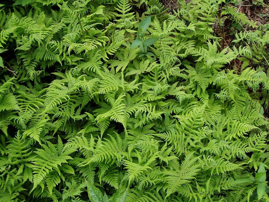 Delicate fine foliage of beech fern in a moist woodland garden spot