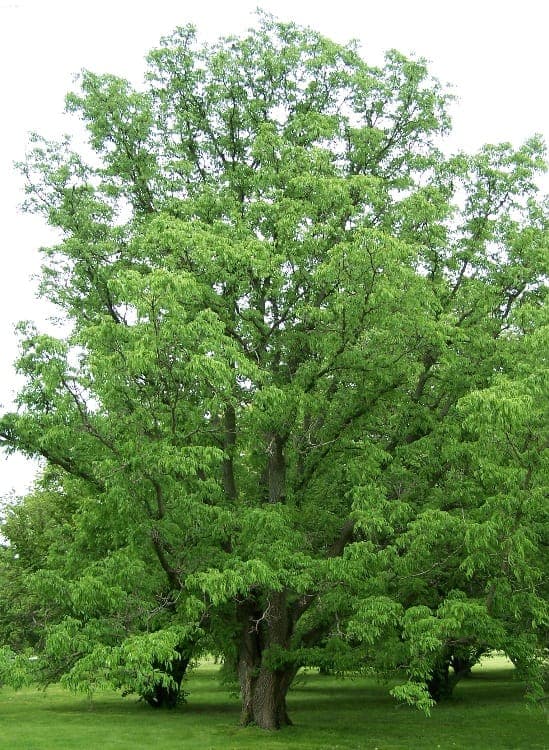 Phellodendron amurense boom met karakteristieke kurk bast