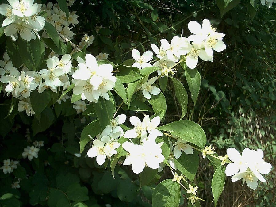 Abundant white mock orange flowers with their characteristic sweet fragrance
