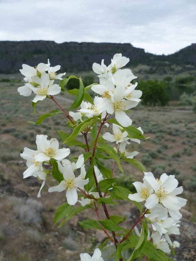 geurige witte bloemen van Philadelphus lewisii
