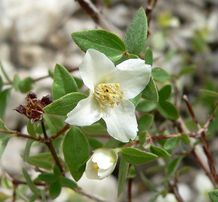 Philadelphus microphyllus witte bloemen