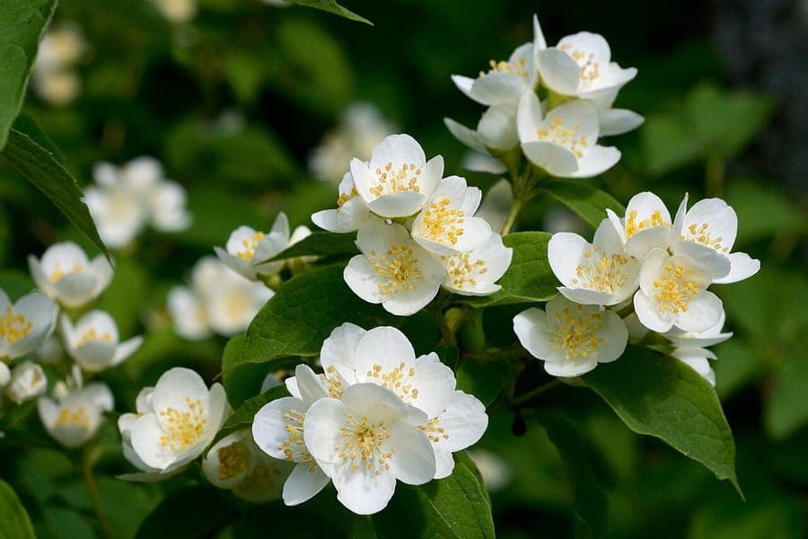 Seringa à grandes feuilles en pleine floraison avec des feuilles veloutées et des fleurs blanches en grappes étoilées.