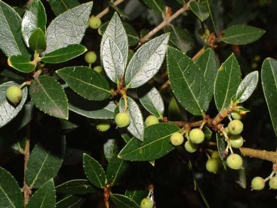 Phillyrea latifolia green olive tree flowers and leaves