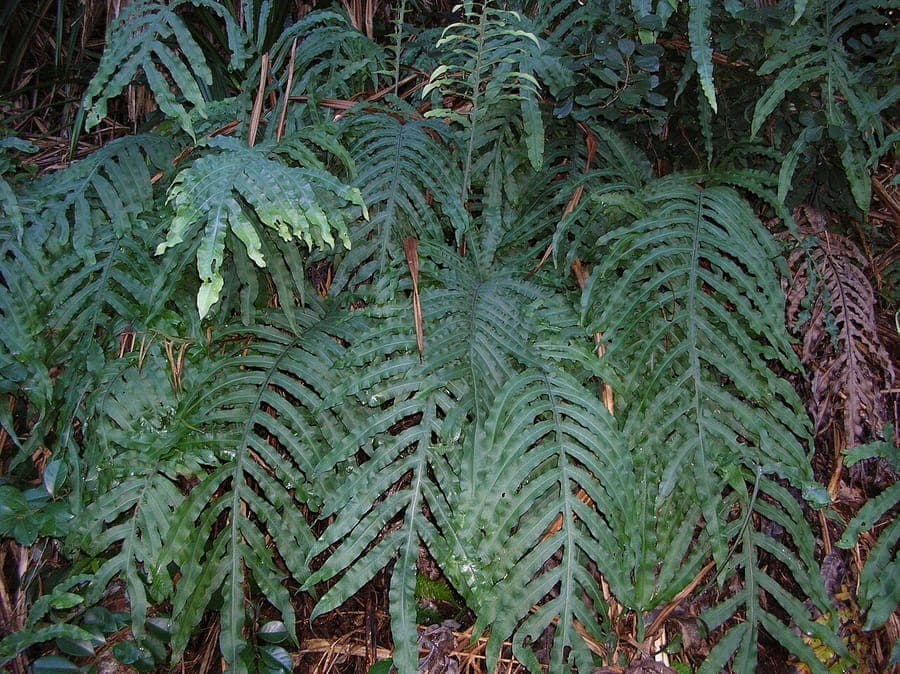 Phlebodium aureum mit grunem Blattwerk und goldenen Rhizomen