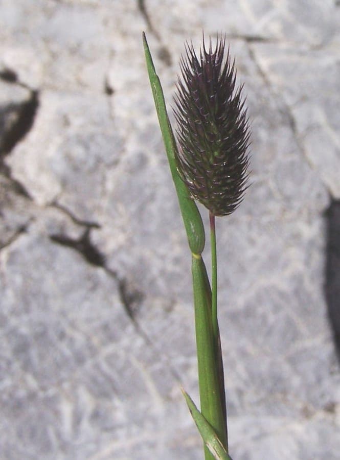 Alpenlieskruid in bloei