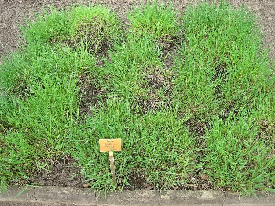 Boehmer's cat's-tail with characteristic spikes