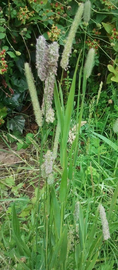 Timothy grass (Phleum pratense) with characteristic dense flower spikes