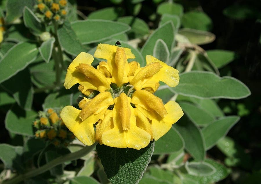 Yellow flowers of Phlomis fruticosa (Jerusalem sage)