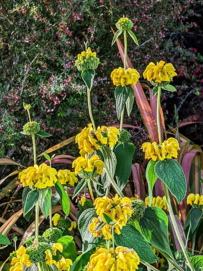 Robust Turkish sage with yellow flowers in the garden