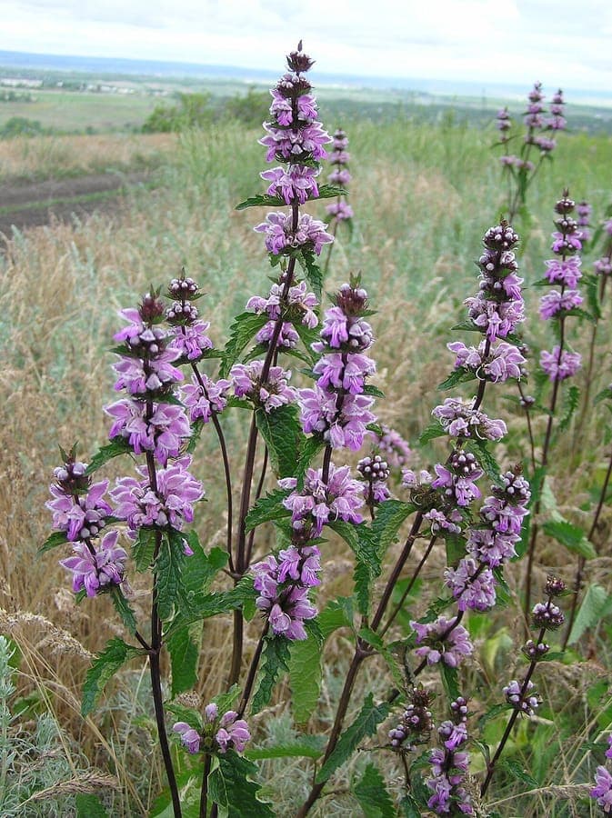 Phlomoides tuberosa flower