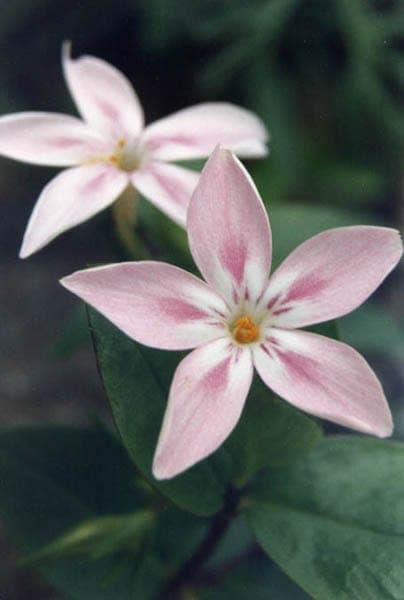 Nördlicher Phlox mit rosa Blüten in dichten Trauben
