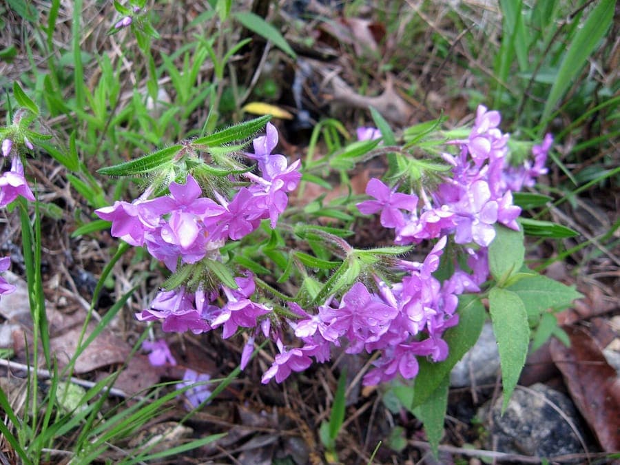Hairy phlox bloemen in volle bloei