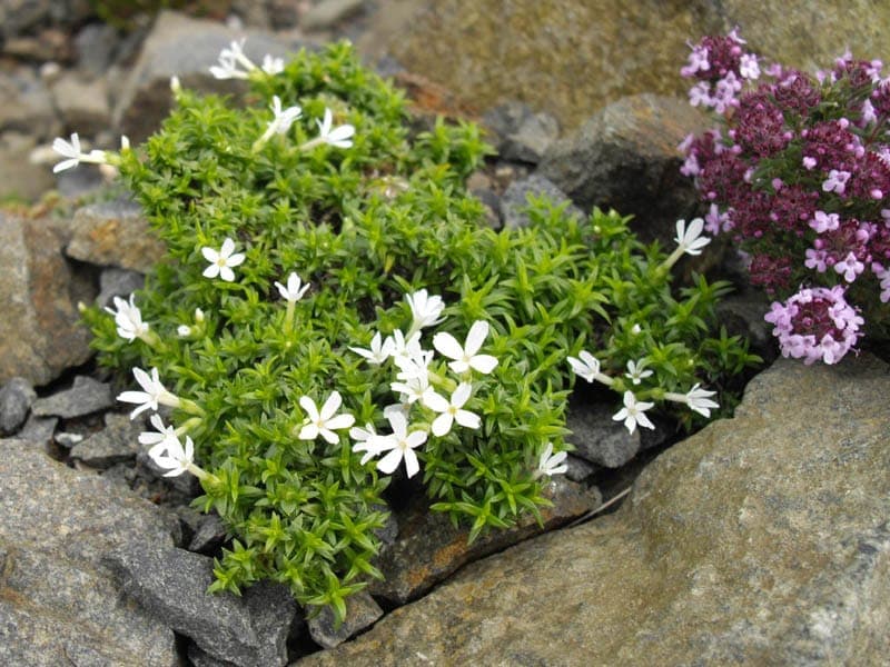 Phlox austromontana mit violetten Bluten auf Alpenbergen