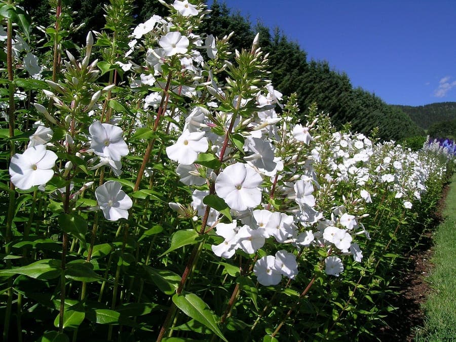 Phlox carolina displaying thick glossy leaves and pink flower clusters