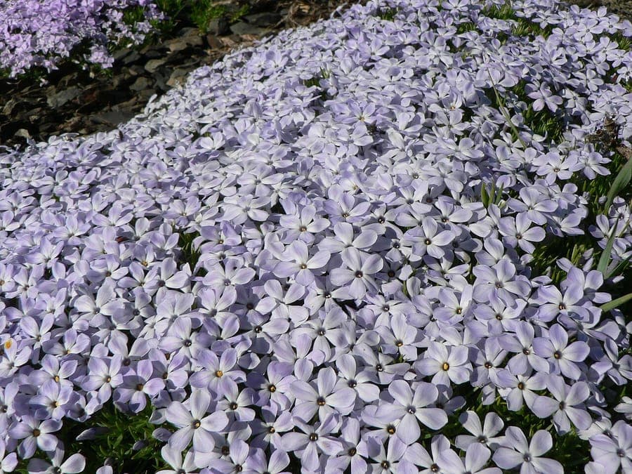 Violette Blüten des ausbreitenden Phlox