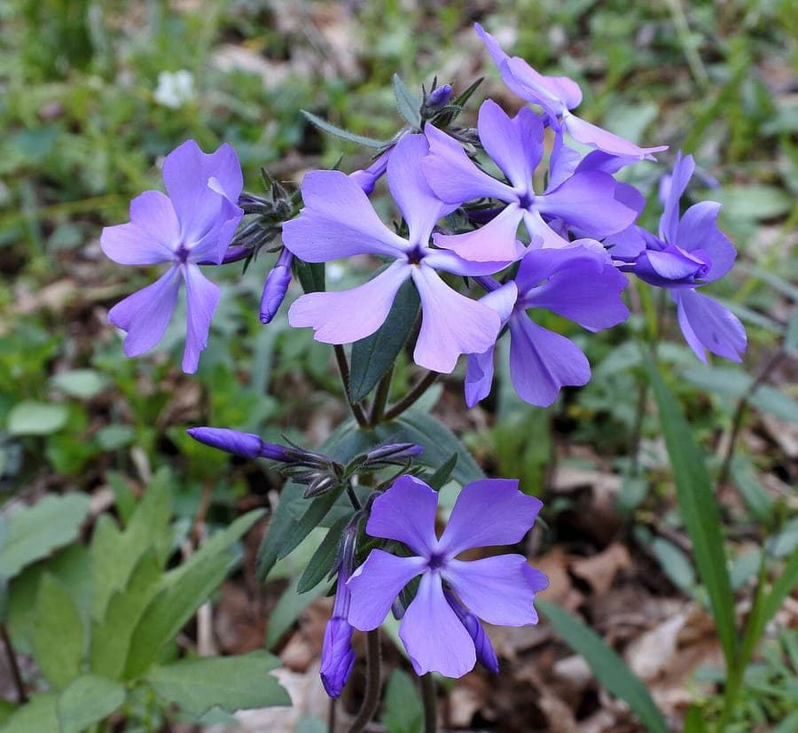 Bosflox (Phlox divaricata) met zachtblauwe bloemen