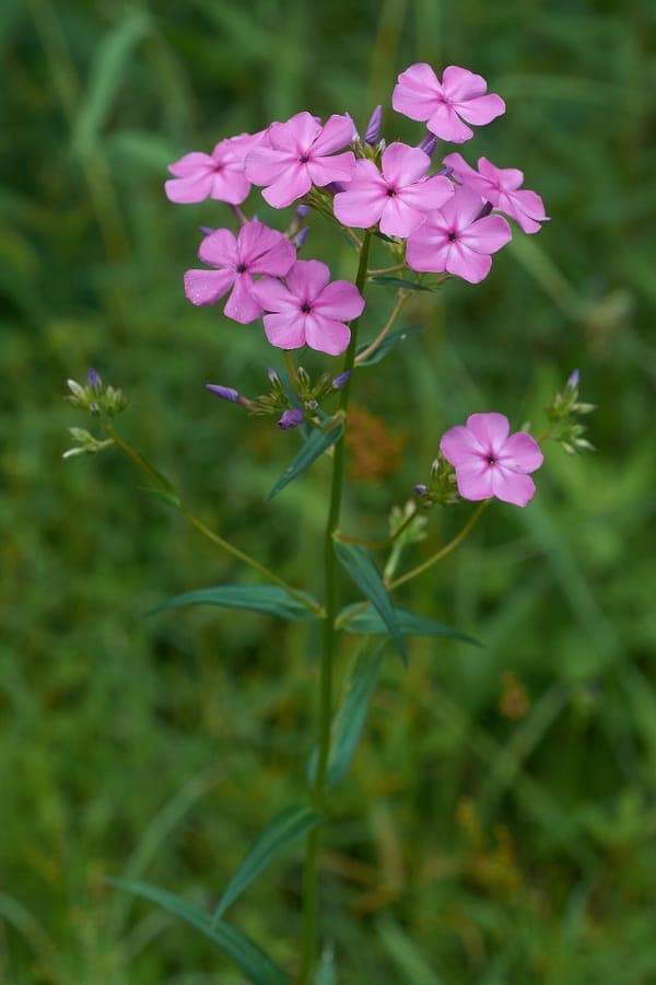 Phlox glaberrima met paarse bloemen