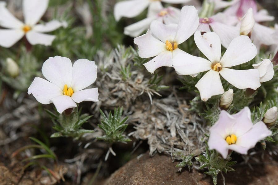 Winzige rosa Blüten des Moos-Phlox