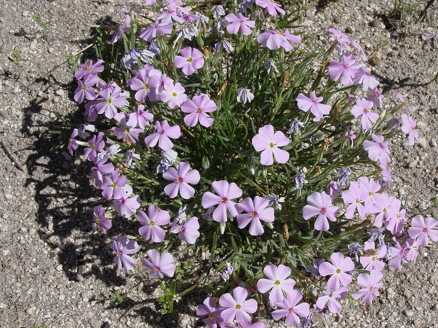 Rosa Blüten des langblättrigen Phlox