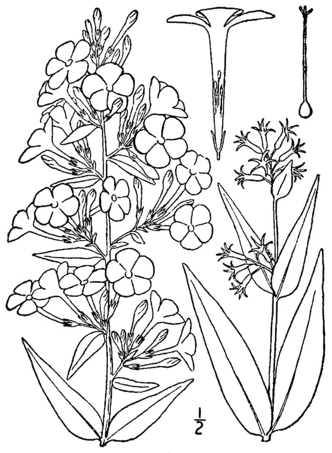 Phlox maculé en floraison avec des teintes pourpres et roses