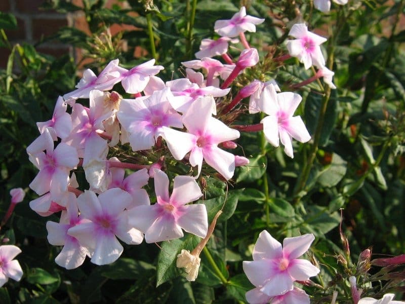 Grappes completes de fleurs de phlox panache dans diverses couleurs