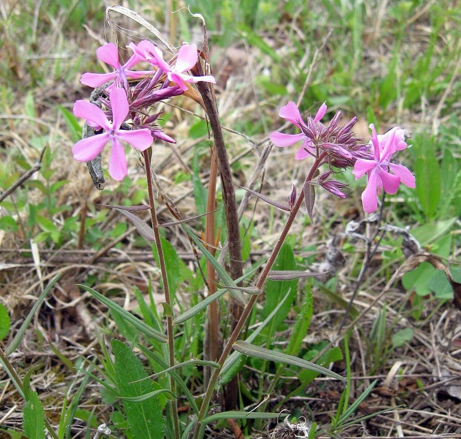 Phlox pilosa prairie phlox in bloom with pink and purple tones