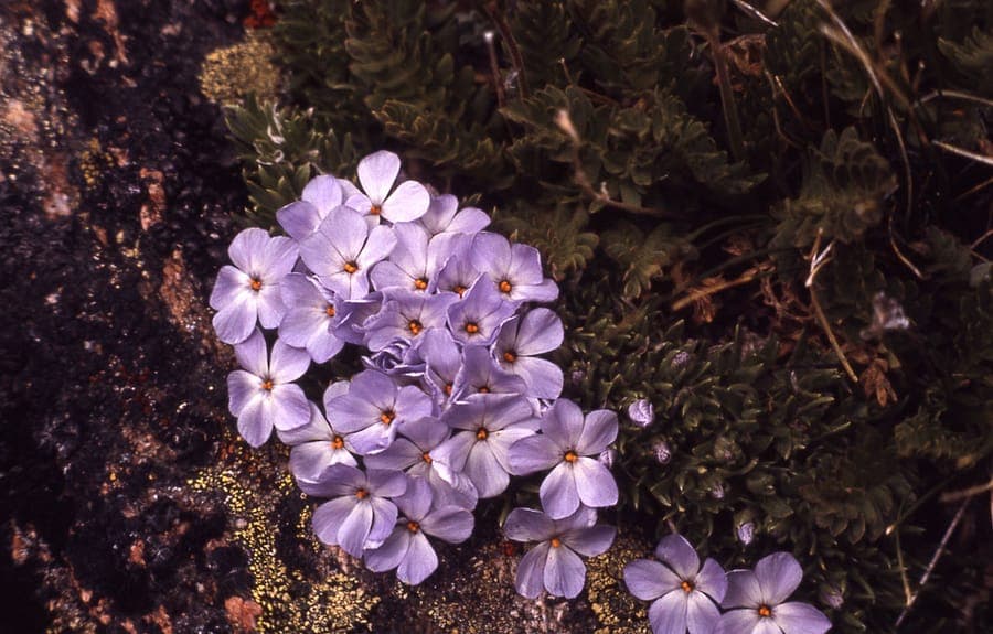 Cushion phlox with pink flowers and compact cushion-like growth