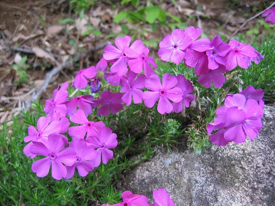Polster-Phlox in voller Blüte mit dunkelgrünen nadelförmigen Blättern und violetten Blüten