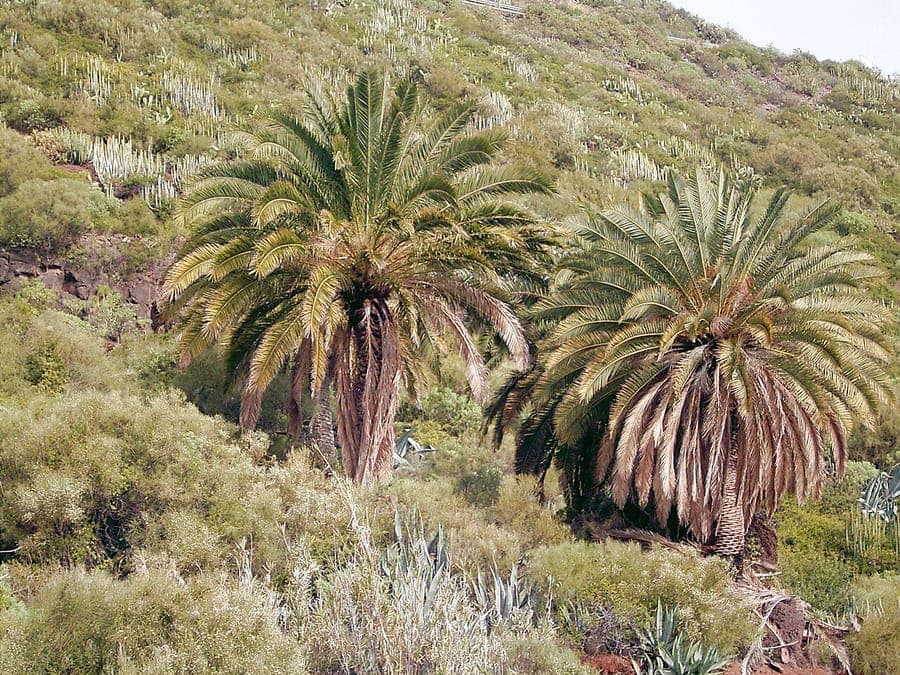 Kanarische Dattelpalme mit enormen Fiederblättern gegen blauen Himmel