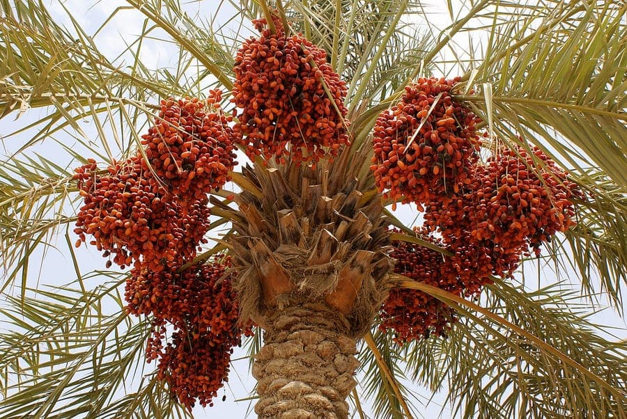 Majestic date palm with characteristic pinnate fronds