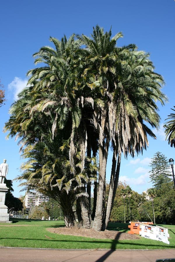 Senegal Date Palm with graceful drooping fronds and golden-brown trunks