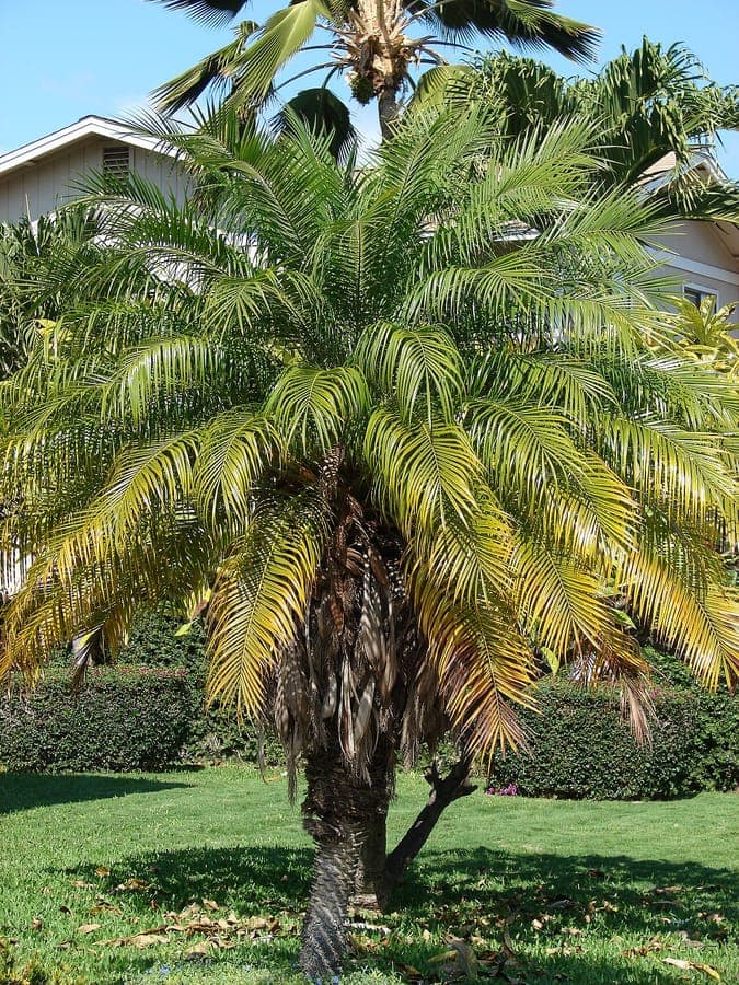 Phoenix roebelenii pygmy date palm leaf and trunk