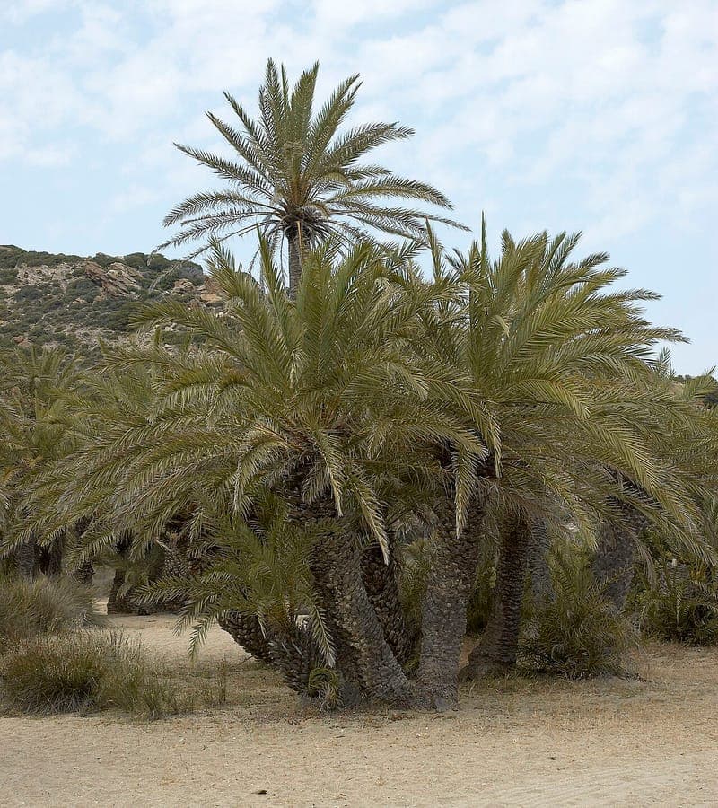 Kretenzische dadelpalm met slanke stam en groeperingen bladeren