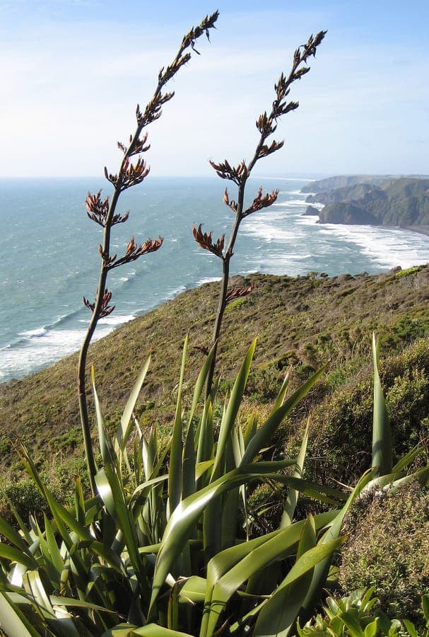 New Zealand flax with sword-shaped leaves