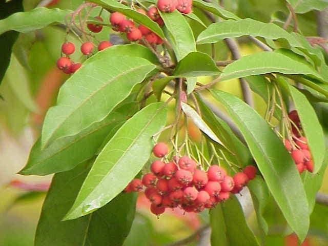 Photinia davidiana with red berries and glossy green foliage