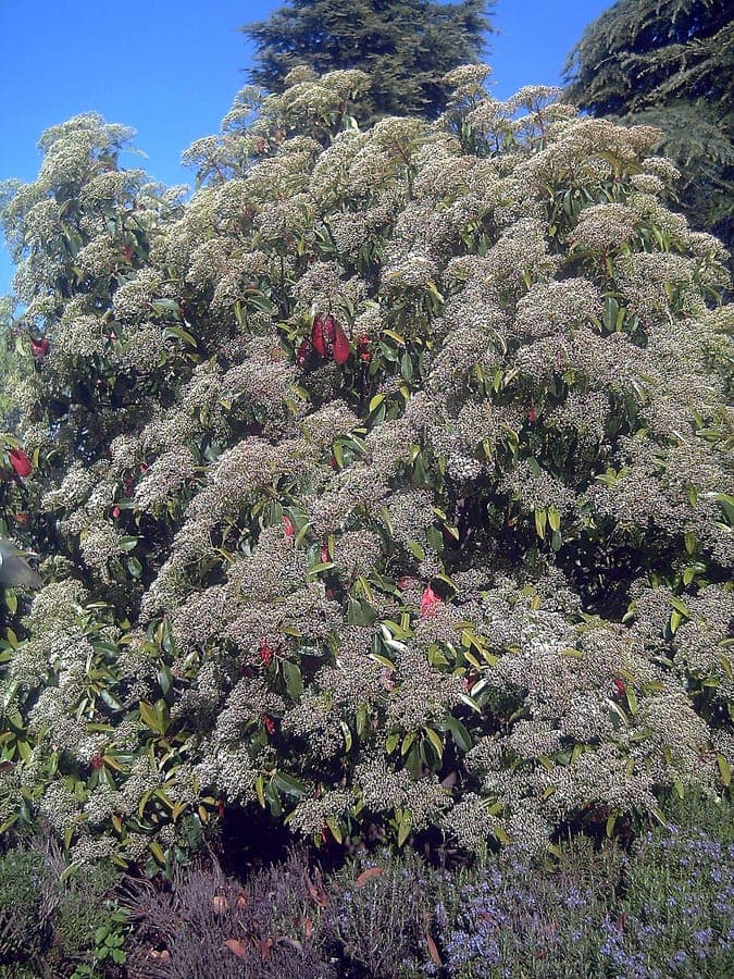 Photinia serratifolia tree with red new growth
