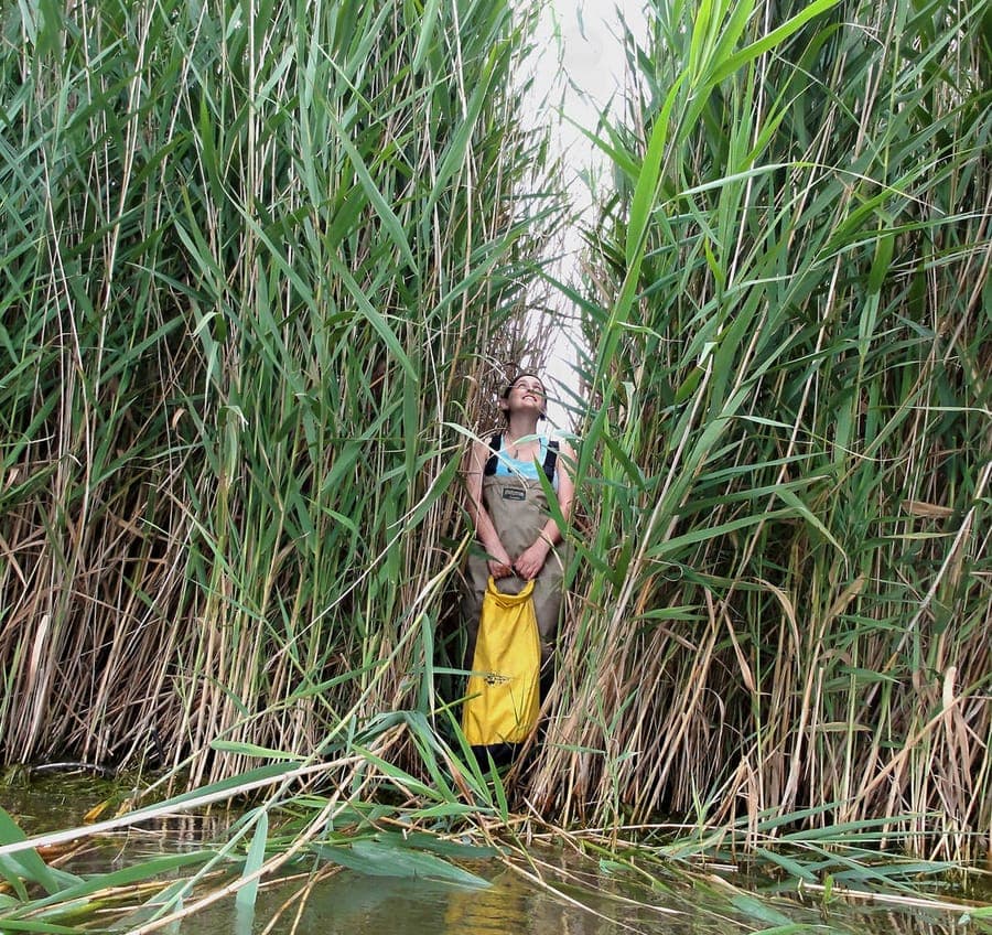 Riet in natuurlijke water-omgeving met pluimaagtige bloemen