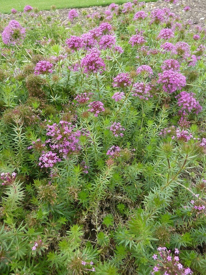 Blauviolette Blutenstande der Scheuchzer-Teufelskralle (Phyteuma scheuchzeri)