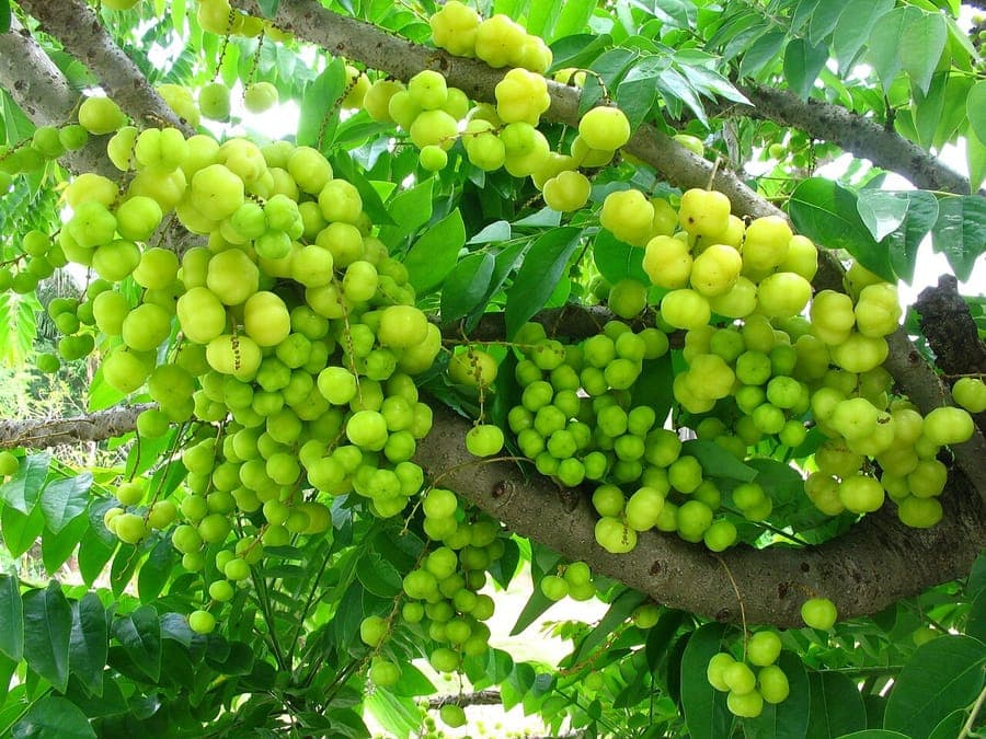 Indian-gooseberry tree with characteristic red fruits