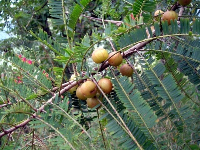 Indian gooseberry with yellow fruit clusters