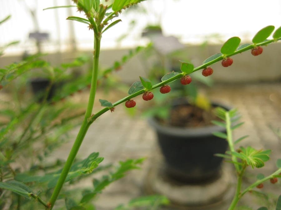 Phyllanthus urinaria with characteristic fern-like leaves and small fruit capsules