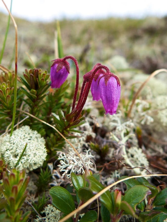 Phyllodoce caerulea with blue flowers