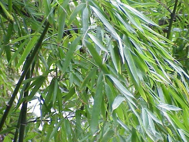 Phyllostachys aurea with golden culms