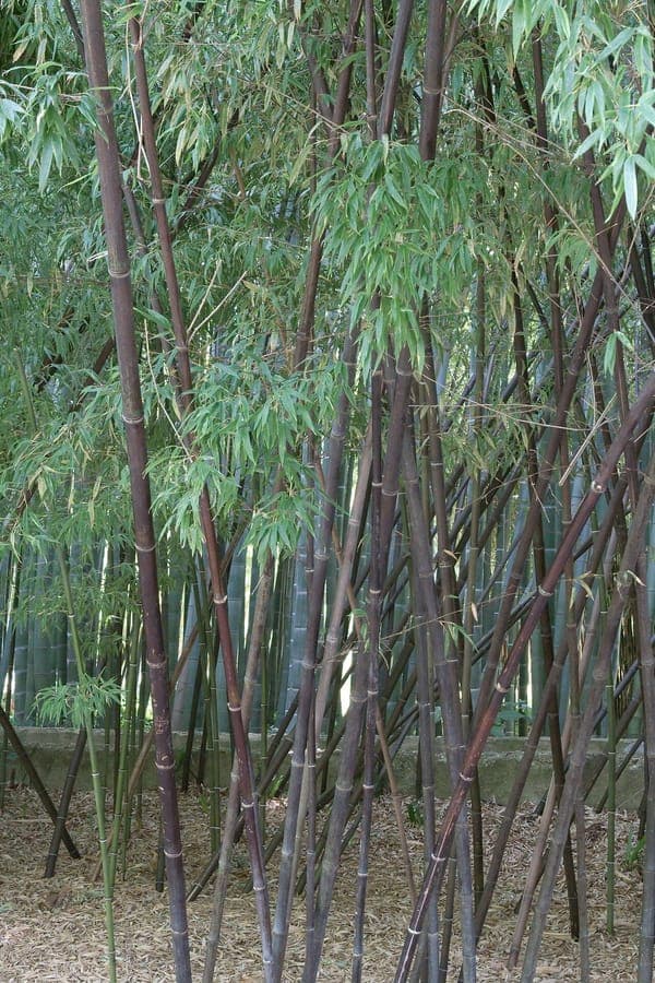 Black bamboo with characteristic dark culms and delicate foliage