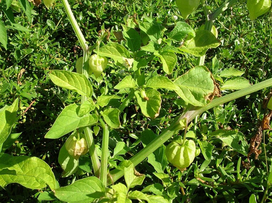 Physalis angulata coqueret fruits et fleurs