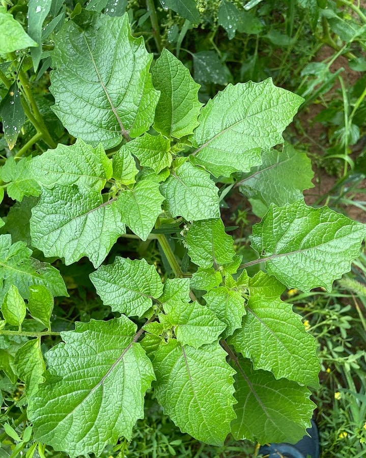 Physalis grisea avec ses tiges velues et ses petits fruits dans leur enveloppe papyracee