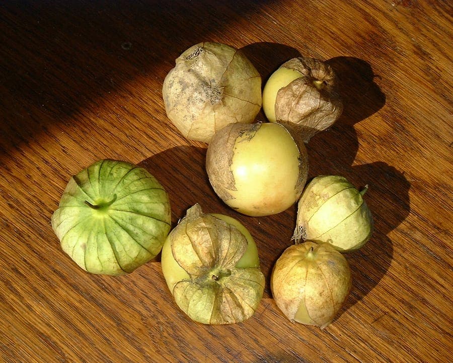 Tomatillo affichant des fruits verts enfermés dans des enveloppes papyracées
