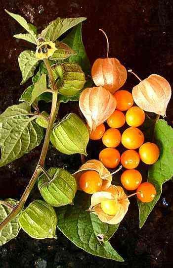 Physalis peruviana Frucht in papierener Hulle