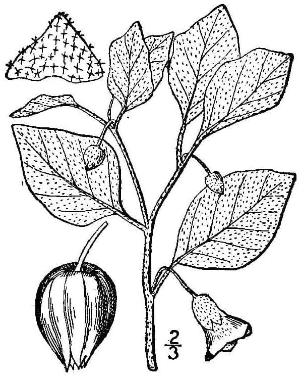 Physalis viscosa plant met gele bloem en papieren omhulsel in de natuur