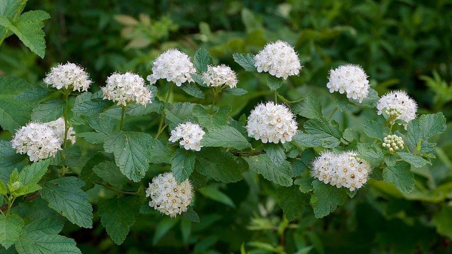 Physocarpus opulifolius flowers and foliage